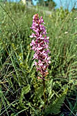 Nelle terre di Matilde - Sentiero da Valestra a Carpineti: Orchidea del genere Gymnadenia  (?)